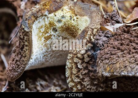 Champignon polypore, Idaho Banque D'Images