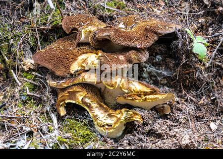 Champignon polypore, Idaho Banque D'Images