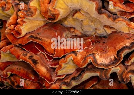 Poulet des Bois (Laetiporus spec, probablement L.l., ou L. conifericola) Banque D'Images