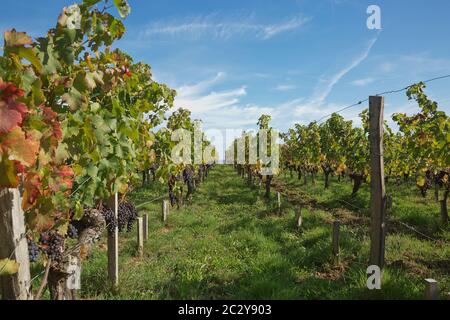 Raisins dans le vignoble du sud de la France en Provence Banque D'Images