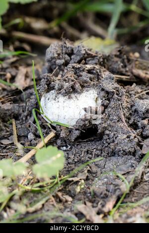 Champignons, champignons d'automne sur le sol forestier Banque D'Images