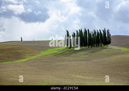 Toscane Italie Agriculture paysage typique des collines de Cyprès Toscana Nature Background Banque D'Images