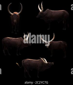 Watusi ankole debout dans un fond sombre Banque D'Images