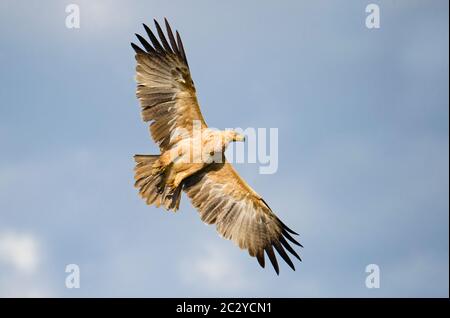 L'aigle de Tawny (Aquila rapax) en vol, zone de conservation de Ngorongoro, Tanzanie, Afrique Banque D'Images