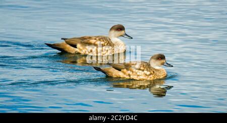 Deux canards Patagoniens à crête (Lophonetta spécularioides spécularioides) nageant côte à côte, Patagonie, Chili, Amérique du Sud Banque D'Images