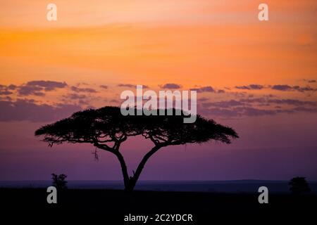 Silhouette d'arbre ombrelle (Acacia tortilis sous-espèce heteracantha) au coucher du soleil, Parc national du Serengeti, Tanzanie, Afrique Banque D'Images