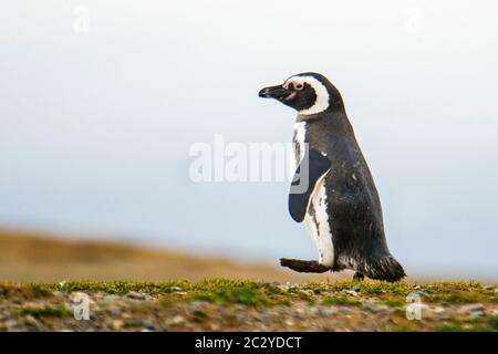 Manchot Magellanique (Spheniscus magellanicus) marchant dans des paysages arides, Patagonie, Chili, Amérique du Sud Banque D'Images