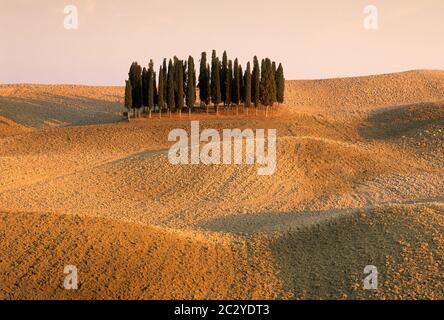 Cyprès de San Quirico d'Orcia, Toscane, Italie Banque D'Images