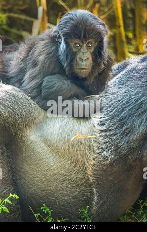 Famille des gorilles de montagne (Gorilla beringei beringei), Rwanda, Afrique Banque D'Images