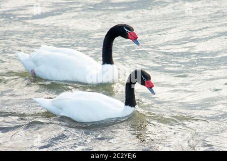 Couple de cygnes à col noir (Cygnus melancoryphus) sur l'eau, Patagonie, Chili, Amérique du Sud Banque D'Images