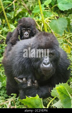 Gorille de montagne (Gorilla beringei beringei) famille regardant la caméra, Rwanda, Afrique Banque D'Images