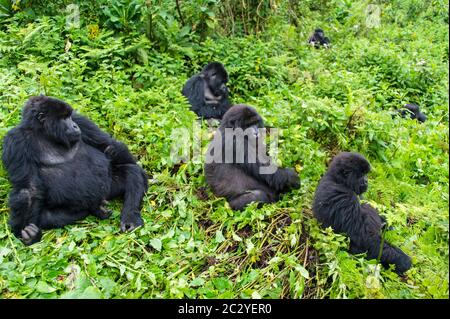 Groupe de gorilles de montagne (Gorilla beringei beringei) dans la verdure, Rwanda, Afrique Banque D'Images