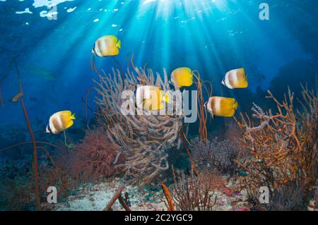 Le butterflyfish de Klein [Chaetodon kleinii] nageant au-dessus du récif de corail avec les gorgoniens. Indonésie. Banque D'Images