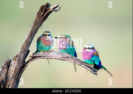 Rouleaux à lilas (Coracias caudatus) en perçant sur branche, Serengeti, Tanzanie, Afrique Banque D'Images