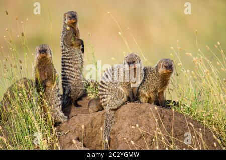 Mongoses bagués (Mungos mungo) sur la roche, Serengeti, Tanzanie, Afrique Banque D'Images