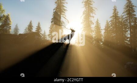 Deer mâle en forêt au coucher du soleil Banque D'Images