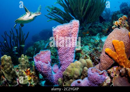 Tortue de mer verte [Chelonia mydas] nageant sur un récif de corail avec des éponges de vase d'azur [Callyspongia plicifera]. Bonaire, Antilles néerlandaises, Caraïbes Banque D'Images