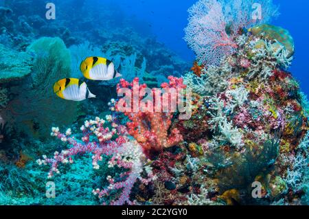 Mouflyfish à talon de selle ou à flanc noir [Chaetodon falcula]. Mer d'Andaman, Thaïlande. Banque D'Images