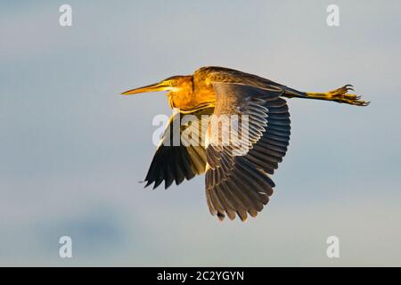 Gros plan du héron violet (Ardea purpurea) en vol, cratère de Ngorongoro, Tanzanie, Afrique Banque D'Images