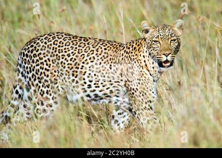 Gros plan du léopard (Panthera pardus), Parc national du Serengeti, Tanzanie, Afrique Banque D'Images