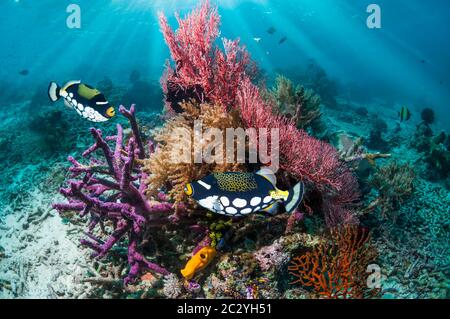 Le poisson-clowntriggerfish [Ballistoides osbrillum] nageant à côté du corail sur le récif corallien. Mer d'Andaman, Thaïlande. Banque D'Images