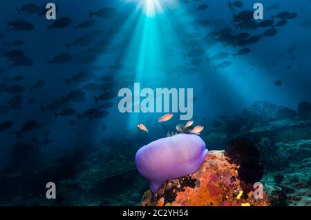 Magnifique anémone [Heteractis magifica] avec le corégone rose [Amphiprion perideraion] sur le récif corallien. Misool, Raja Ampat, Indonésie. Banque D'Images