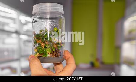 Croissance des plantes paulownia dans des conditions stériles. Micropropagation de fleurs et d'arbres en laboratoire sous éclairage artificiel. Banque D'Images