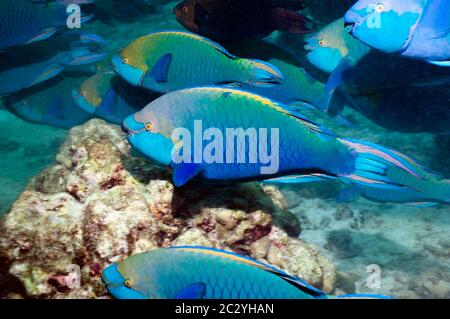 Groogne ou parrotfish de Singapour (Scarus prasiognathus), grande école de mâles terminaux. Mer d'Andaman, Thaïlande. Banque D'Images