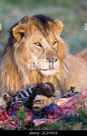 Gros plan du lion (Panthera leo) tout en mangeant, zone de conservation de Ngorongoro, Tanzanie, Afrique Banque D'Images