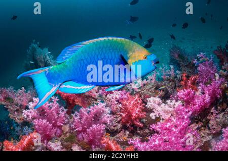 Le parrotfish de Singapour (Scarus prasiognathus), un mâle terminal qui nage sur un corail mou. Thaïlande, mer d'Andaman. Banque D'Images