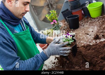 Jardinier dans une serre pour la vente. pensées de transplantation Travaux de jardinage fait en pépinière. Banque D'Images