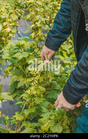 Brousse de cassis vert non mûr au printemps. Agrofiber sur une ferme pour la culture d'arbustes. Banque D'Images