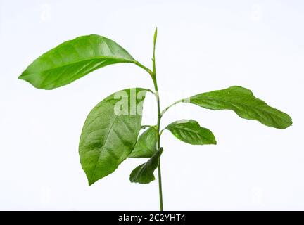 Jeune plantule de citron. Plante sur fond blanc. Agrumes cultivés à la maison. Verdure fraîche Banque D'Images