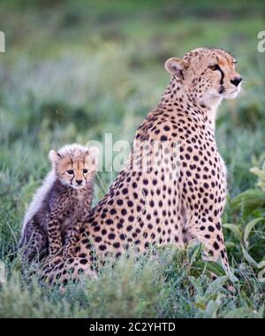 Cheetah (Acinonyx jubatus) assis dans l'herbe avec le cub, zone de conservation de Ngorongoro, Tanzanie, Afrique Banque D'Images