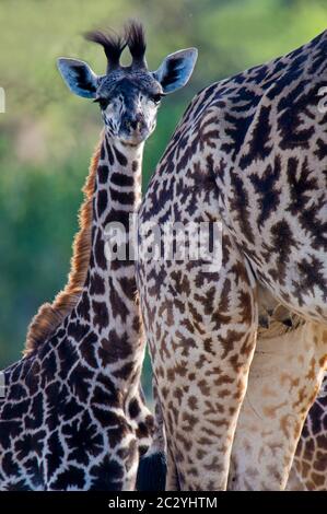 Portrait de la girafe Masai (Giraffa camelopardalis tippelskirchii) debout derrière une autre girafe, parc national du lac Manyara, Tanzanie, Afrique Banque D'Images