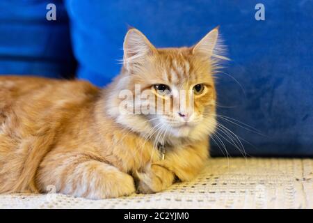 Le chat rouge se trouve sur un canapé bleu Banque D'Images