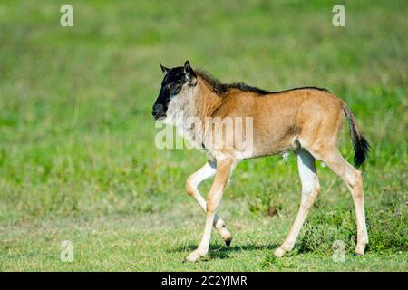 Flétrissement à barbe blanche occidentale (Connochaetes taurinus mearnsi), marche de veau sur l'herbe, zone de conservation de Ngorongoro, Tanzanie, Afrique Banque D'Images