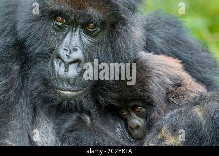 Gros plan de gorille de montagne (Gorilla beringei beringei), progéniture en cuddling, Rwanda, Afrique Banque D'Images