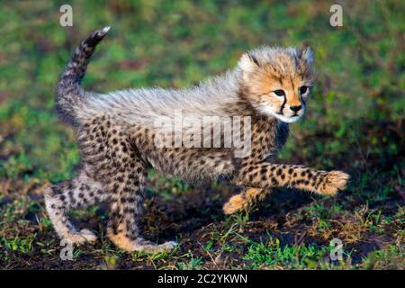 Gros plan de Cheetah (Acinonyx jubatus) cub, zone de conservation de Ngorongoro, Tanzanie, Afrique Banque D'Images