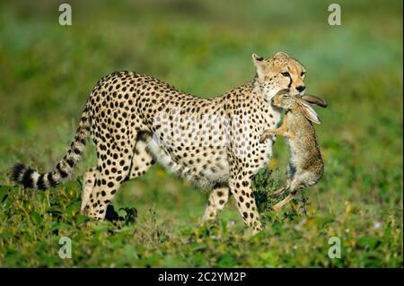 Cheetah (Acinonyx jubatus) transportant un lapin chassé, zone de conservation de Ngorongoro, Tanzanie, Afrique Banque D'Images