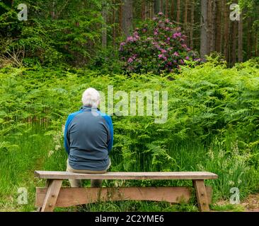 Homme solitaire senior assis sur un banc avec une végétation dense, des pins, des saumâtres et des fougères, Binning Wood, East Lothian, Écosse, Royaume-Uni Banque D'Images