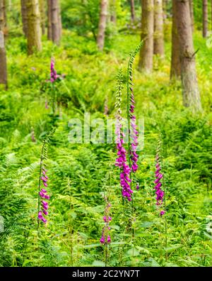 Forêt avec des pins denses, fougères, saumâtres et renards violets, Binning Wood, East Lothian, Écosse, Royaume-Uni Banque D'Images