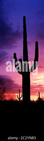 Silhouette de cactus Saguaro contre ciel moody au crépuscule, Arizona, États-Unis Banque D'Images