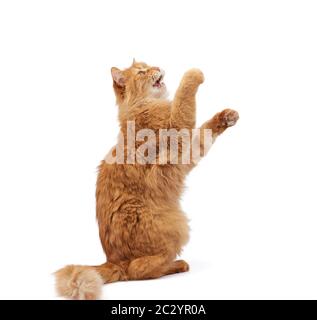 chat doux au gingembre adulte a levé sa patte avant sur un fond blanc, mignon animal ludique, look et bouche ouverte, dents visibles Banque D'Images