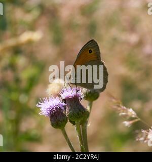 (Maniola jurtina Meadow brown) sur un chardon en été Banque D'Images