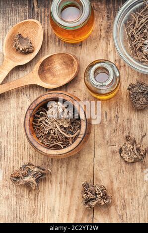 À partir de la teinture médicinale les racines et rhizomes de la valériane Valeriana officinalis. Banque D'Images