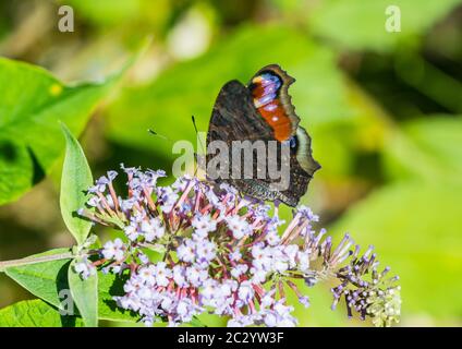 Un plan macro sur un papillon paon la collecte du pollen d'un arbre aux papillons. Banque D'Images