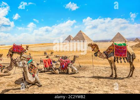 Chameaux se reposant près des pyramides dans le désert de Giza, en Egypte Banque D'Images