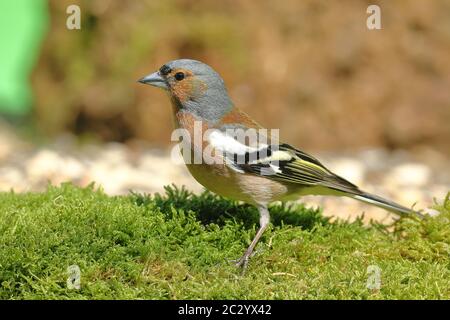 Chaffinch commun (Fringilla coelebs), homme en robe splendide, fourrageant sur le sol, Rhénanie-du-Nord-Westphalie, Allemagne Banque D'Images