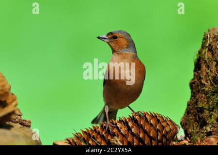 Chaffinch (Fringilla coelebs), mâles qui fourragent sur le sol, Rhénanie-du-Nord-Westphalie, Allemagne Banque D'Images